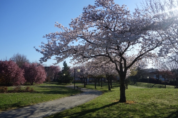 Parc Champeau
