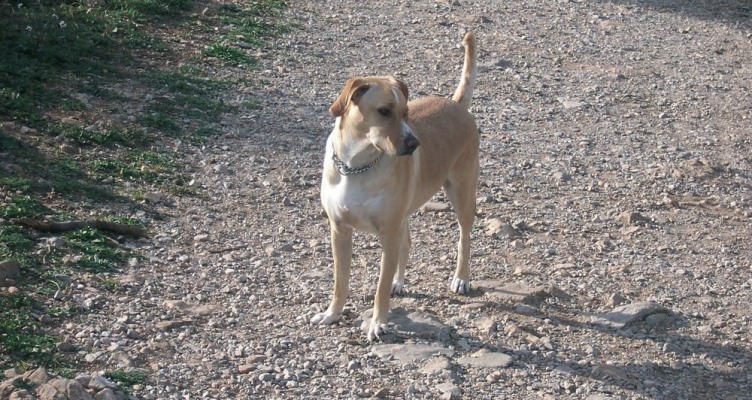 Chien