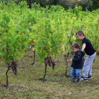  Album photo - Fête des vendanges 2016 