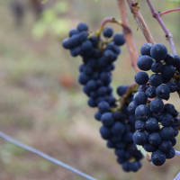  Album photo - Fête des vendanges 2016 