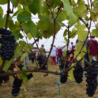  Album photo - Fête des vendanges 2016 