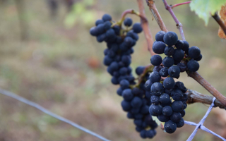  Album photo - Fête des vendanges 2016 