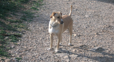 Chien